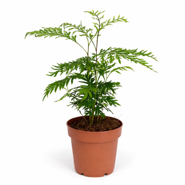 Grevillea-Robusta