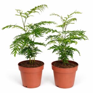Grevillea-Robusta