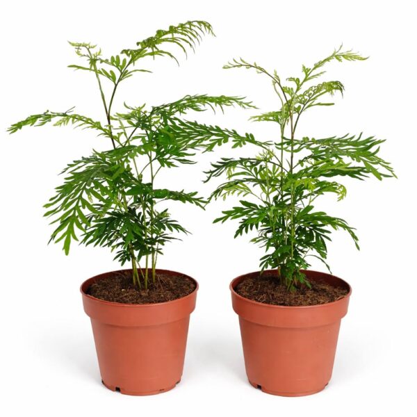 Grevillea-Robusta