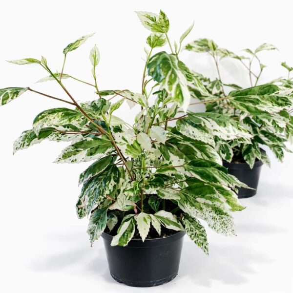 Hibiscus-rosa-sinensis-variegata Hibiscus-rosa-sinensis-variegata