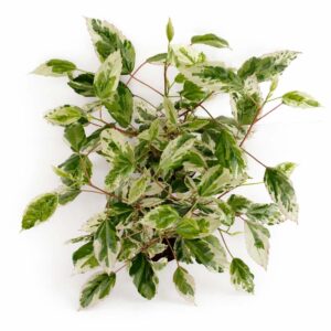 Hibiscus-rosa-sinensis-variegata