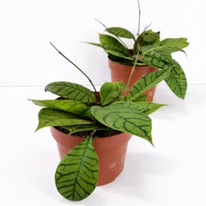 Hoya Callistophylla