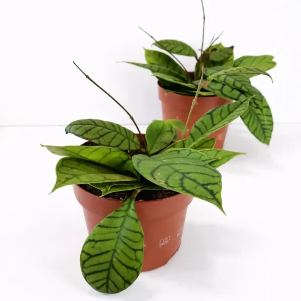 Hoya Callistophylla