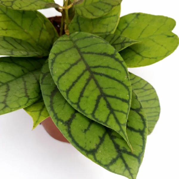 Hoya Callistophylla