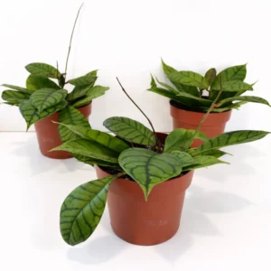 Hoya Callistophylla