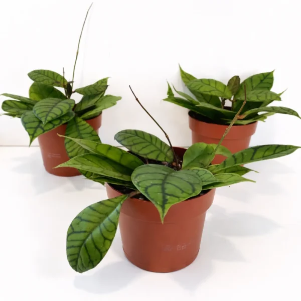 Hoya Callistophylla