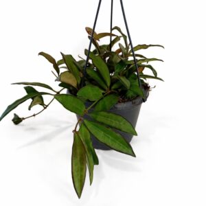 Hoya Rosita