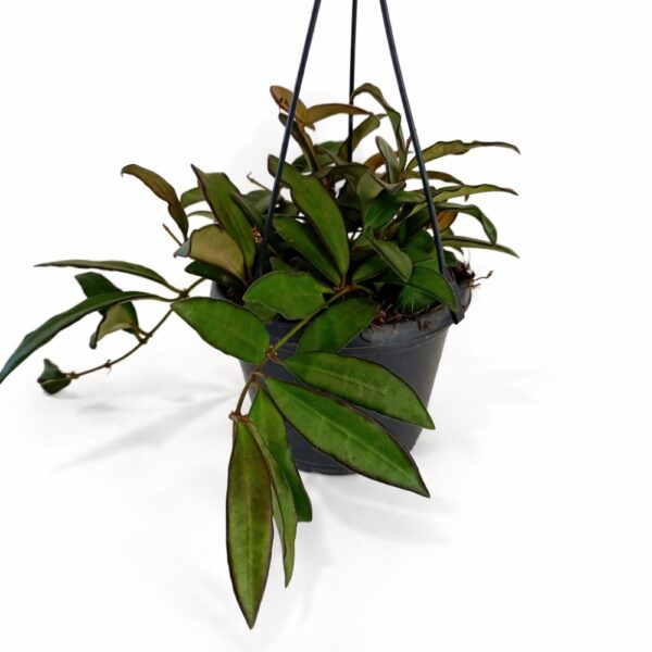 Hoya Rosita