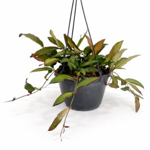Hoya Rosita