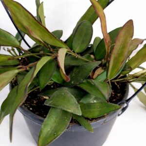Hoya Rosita