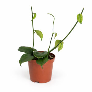 Hoya Villosa