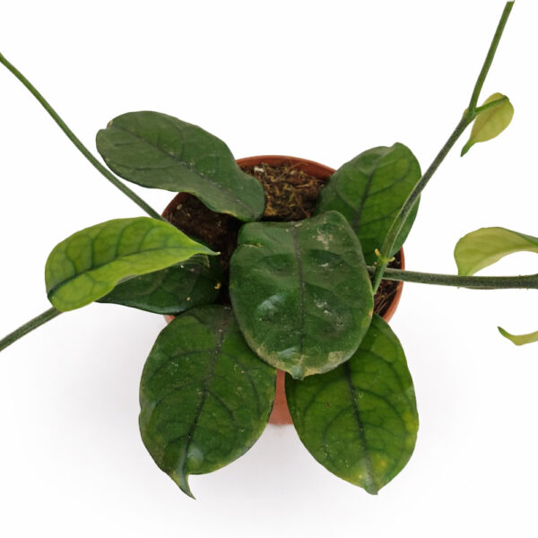 Hoya-Villosa