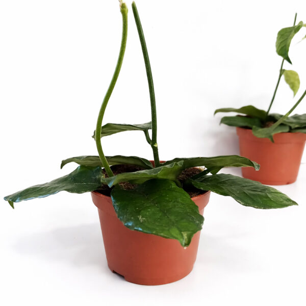 Hoya-Villosa