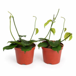 Hoya-Villosa