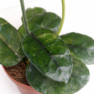 Hoya-Villosa