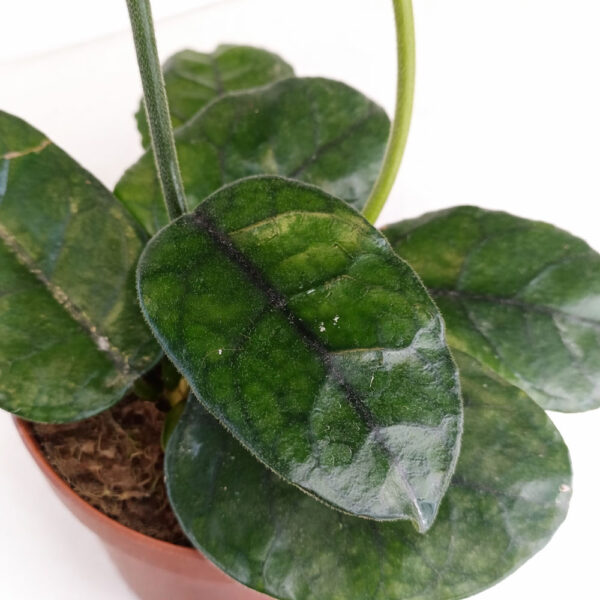 Hoya-Villosa