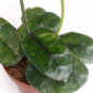 Hoya-Villosa