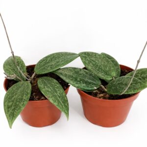 Hoya Wibergiae