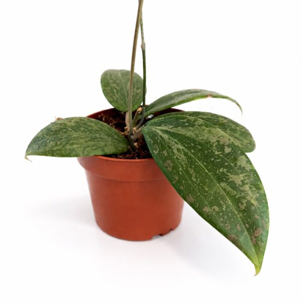 Hoya Wibergiae Hoya Wibergiae
