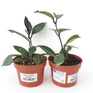 Hoya carnosa Stardust