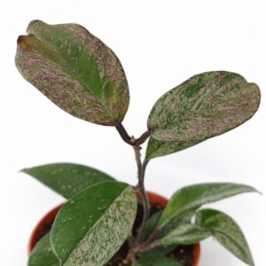 Hoya carnosa Stardust
