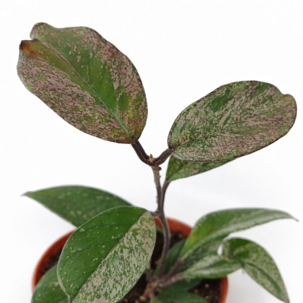 Hoya carnosa Stardust