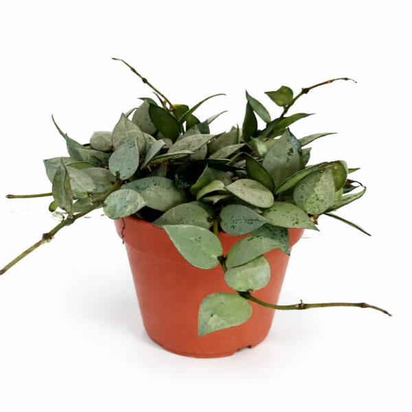 Hoya-krohniana-Eskimo