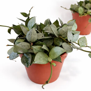 Hoya-krohniana-Eskimo