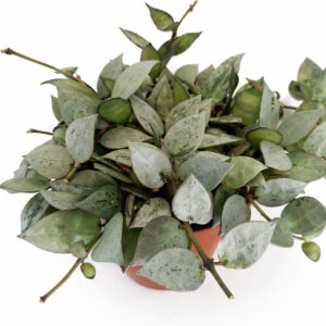 Hoya-krohniana-Eskimo