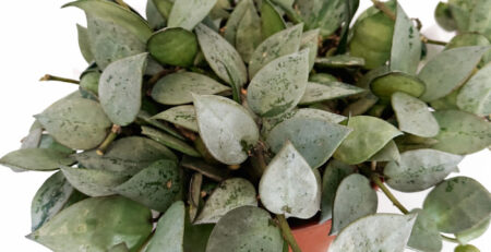 Hoya-krohniana-Eskimo