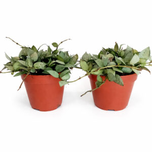 Hoya-krohniana-Eskimo