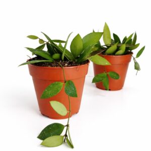 Hoya memoria Gracilis