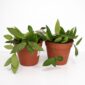 Hoya memoria Gracilis