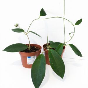 Hoya sp. Ternate