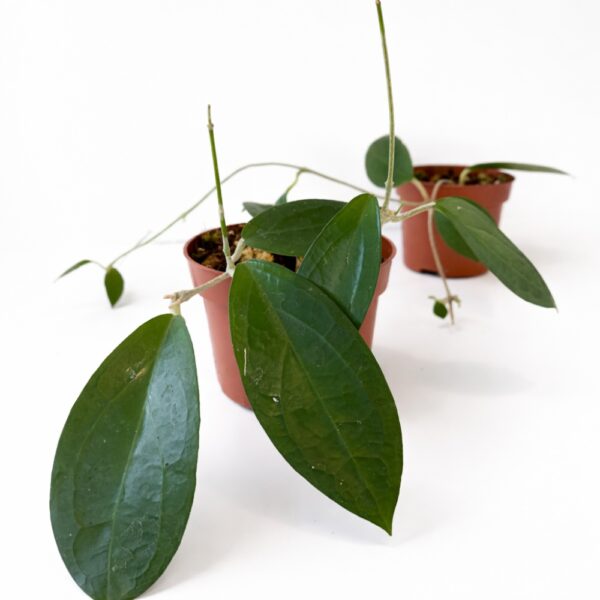 Hoya sp. Ternate Hoya sp. Ternate
