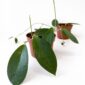 Hoya sp. Ternate