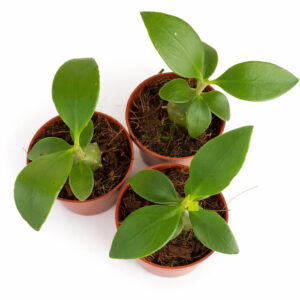 Hydnophytum-Papuanum
