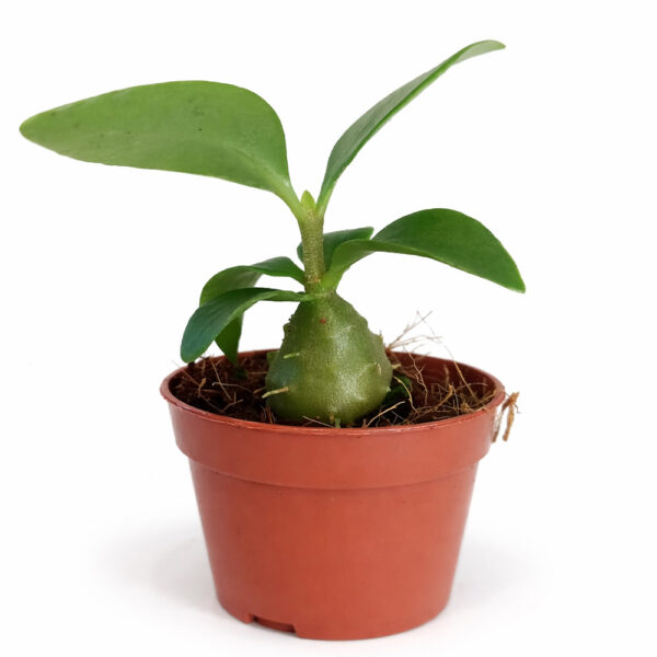 Hydnophytum-Papuanum Hydnophytum-Papuanum