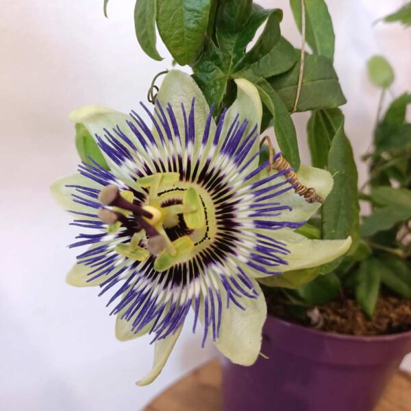 Passiflora-męczennica Passiflora-męczennica