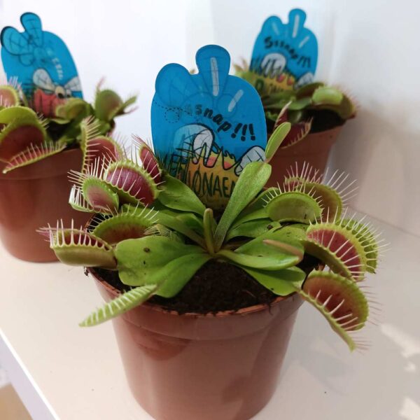 Dionaea-muchówka amerykańska