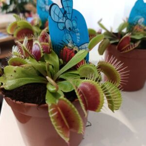 Dionaea-muchówka amerykańska
