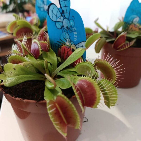 Dionaea-muchówka amerykańska