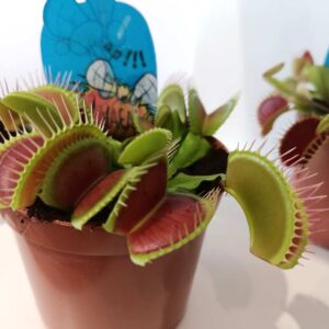 Dionaea-muchówka amerykańska