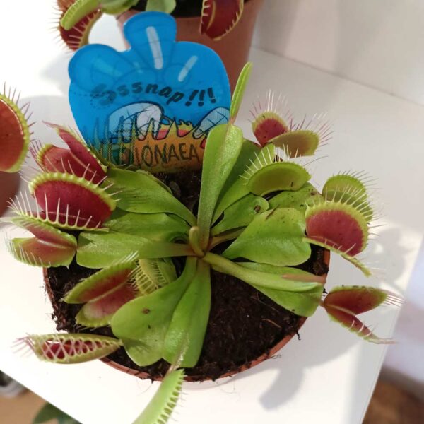 Dionaea-muchówka amerykańska