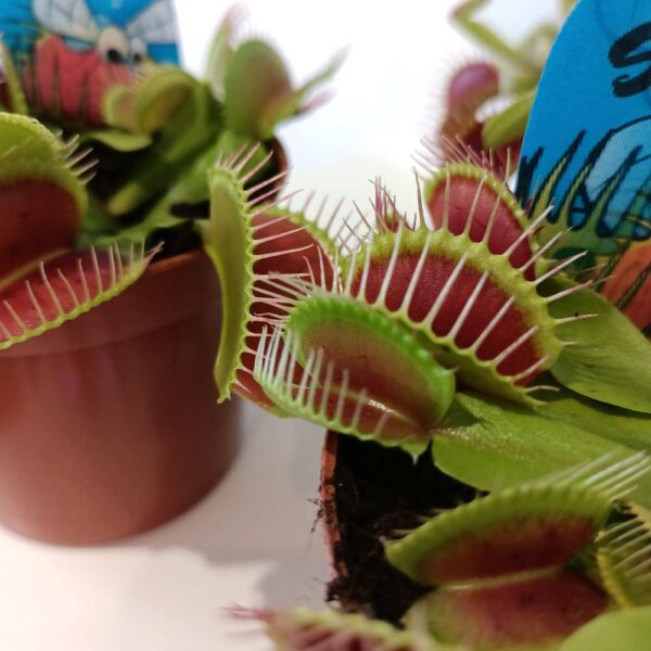 Dionaea-muchówka amerykańska