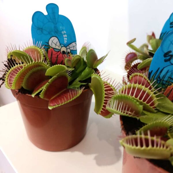 Dionaea-muchówka amerykańska