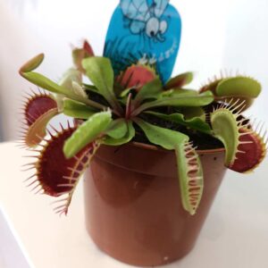 Dionaea-muchówka amerykańska