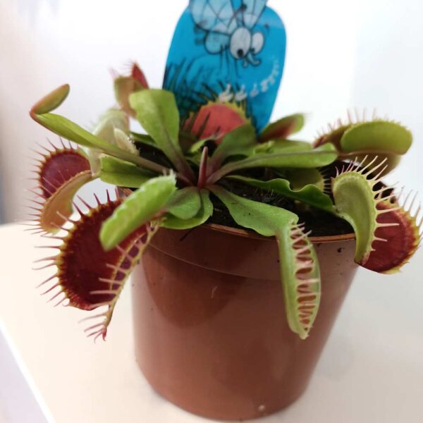 Dionaea-muchówka amerykańska Dionaea-muchówka amerykańska