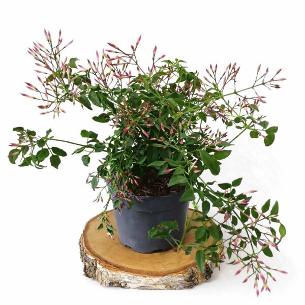 Jasminum-polyanthum Jasminum polyanthum