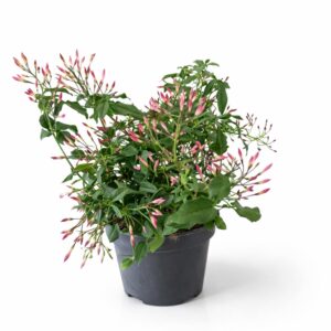 Jasminum polyanthum